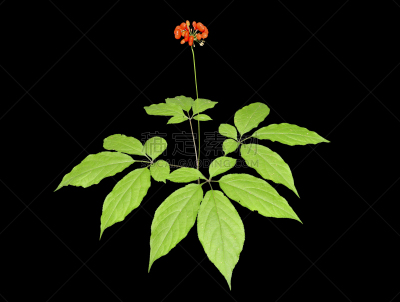 人参,三七人参,红色,草本,替代医药,浆果,叶子,种子,无人,原野