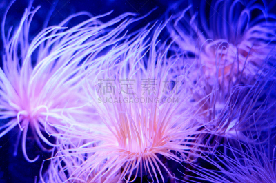 水族馆,海葵,海洋生命,水,背景,鸡尾酒,深蓝,银线小丑,水母,海胆