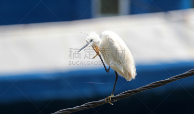 金属丝,小白鹭,白鹭,水,天空,美,水平画幅,鸟类,鹭科,湿