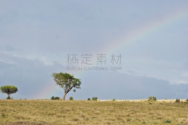 南美大草原,地形,枝状大烛台树,草,气候与心情,撒哈拉以南非洲,雨,热带气候,植物学,灌木