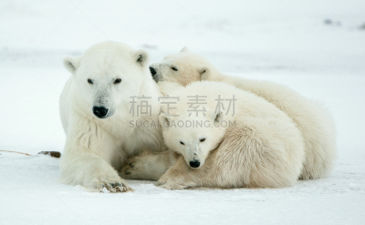 熊,幼兽,南极洲,女人,水平画幅,雪,爪子,动物身体部位,野外动物,户外