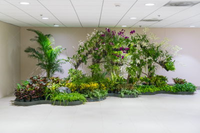 办公大楼,植物群,兰花,室内,植物,水平画幅,绿色,无人,高雅,居家装饰