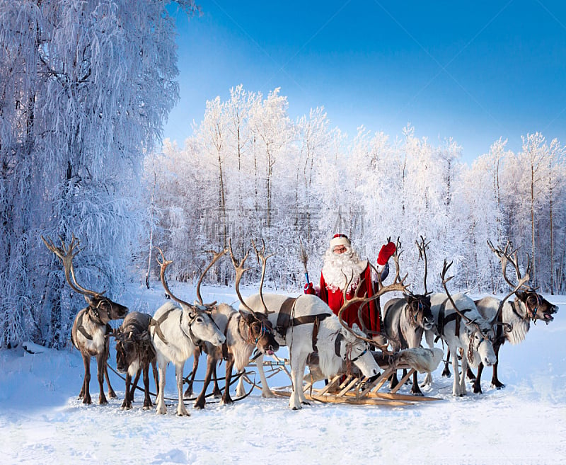 圣诞老人,森林,雄鹿,水平画幅,雪,户外,哺乳纲,冬天,松科