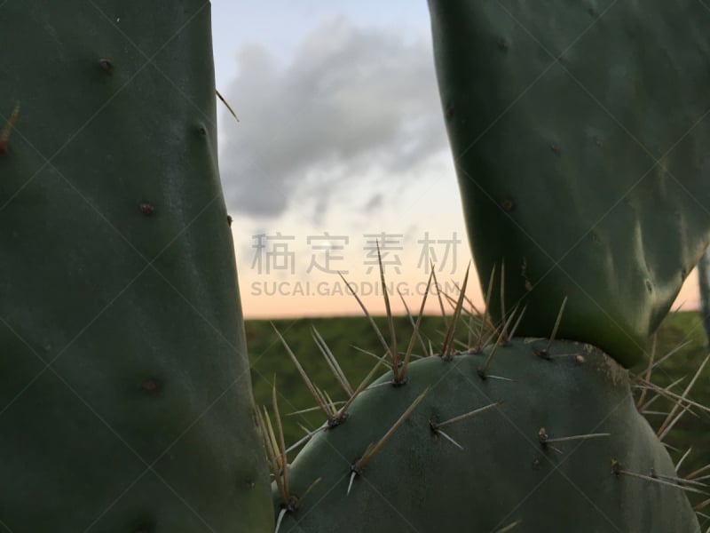 考艾岛,夏威夷,仙人掌,外米亚峡谷,月亮,充满的,尼豪岛,太平洋岛屿,仙人球,图像