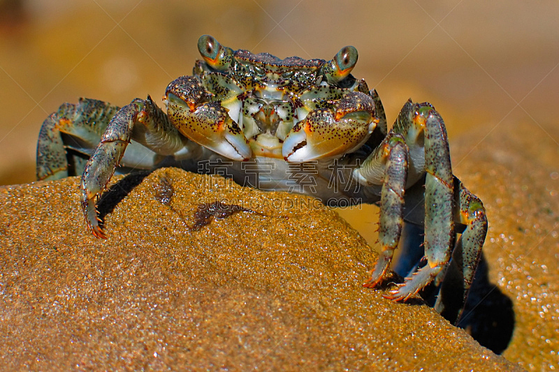 绿色,石蟹,机敏,水平画幅,无人,野外动物,户外,Sally Lightfoot Crab,螃蟹,海滩