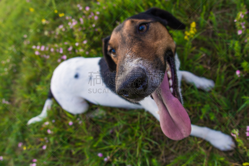 可爱的,狗,幸福,福克斯猎狐犬,训服,动物舌头,杰克拉瑟短腿犬,动物嘴,水平画幅,梗犬