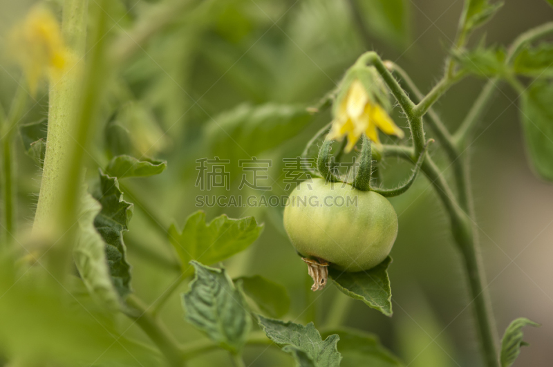 绿西红柿,水平画幅,素食,无人,夏天,特写,西红柿,干作料串,单一栽培,农作物