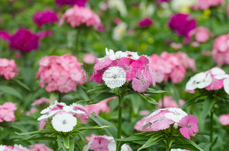 Dianthus chinensis (China Pink, Sweet William flower )