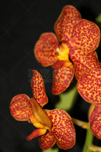 兰花,自然,垂直画幅,美国,橙色,雄蕊,无人,斑点,特写,单子叶植物