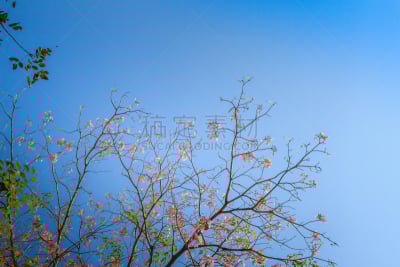 背景,天空,粉色,枝,叶子,蓝色,小号,蔷薇属,花,树