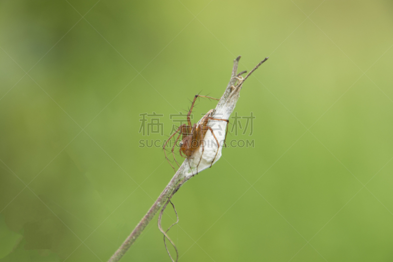 蜘蛛,褐色,水平画幅,蜘蛛纲,特写,泰国,植物,动物家庭,危险,自然界的状态