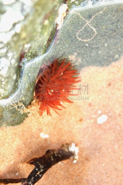 海葵,自然,触须,海洋生命,垂直画幅,野生动物,图像,海洋,英国,有触角海葵