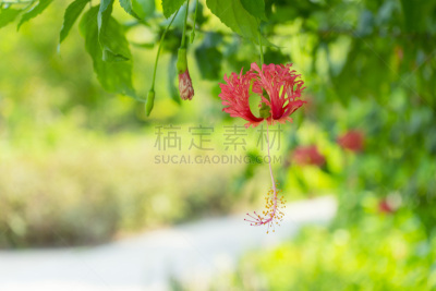 红色,木槿属,边缘现象,灯笼,清新,植物,背景,珊瑚,夏天,印度