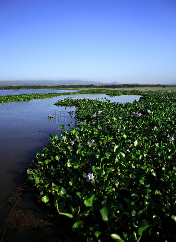 纳瓦沙湖,凤眼莲,非洲,肯尼亚,垂直画幅,水,天空,美,户外,湖