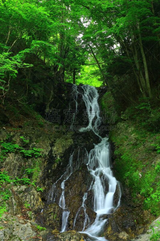 夏天,shiraito falls,垂直画幅,水,瀑布,户外,植物,山,风景,东北片区