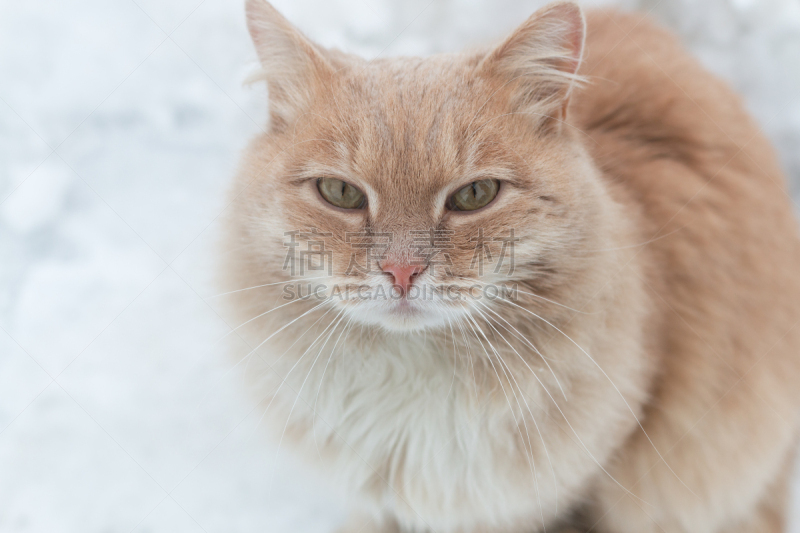 雪,猫,街道,冻结的,流浪动物,红色,背景幕,问题,雪花,注视镜头