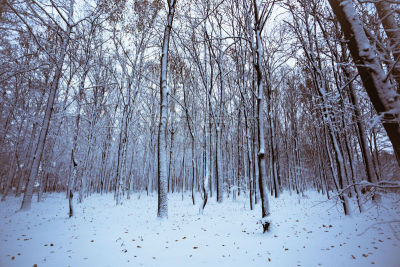 雪,冬天,自然,森林,有包装的,松本市,水平画幅,长野县,无人,户外