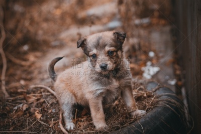 小狗,可爱的,纯种犬,梗犬,野生动物,肖像,好奇心,狗,哺乳纲,垃圾