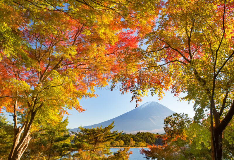 富士山,山,富士河口湖,河口湖,星和园,山梨县,枫树,枫叶,火山,日本