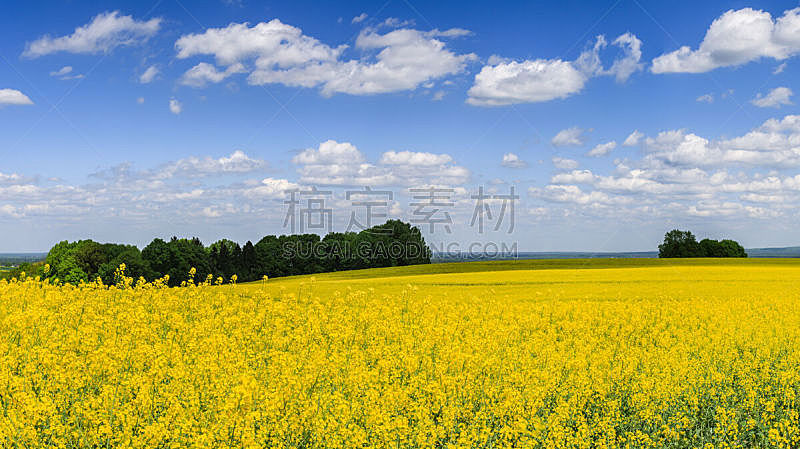 油菜花,风景,春天,蓝色,田地,天空,丘陵起伏地形,波兰,留白,水平画幅