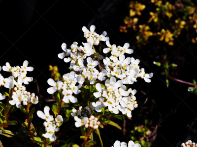 白烛葵,常绿白烛葵,自然,水平画幅,无人,特写,植物,黄色,常绿树,多年生植物