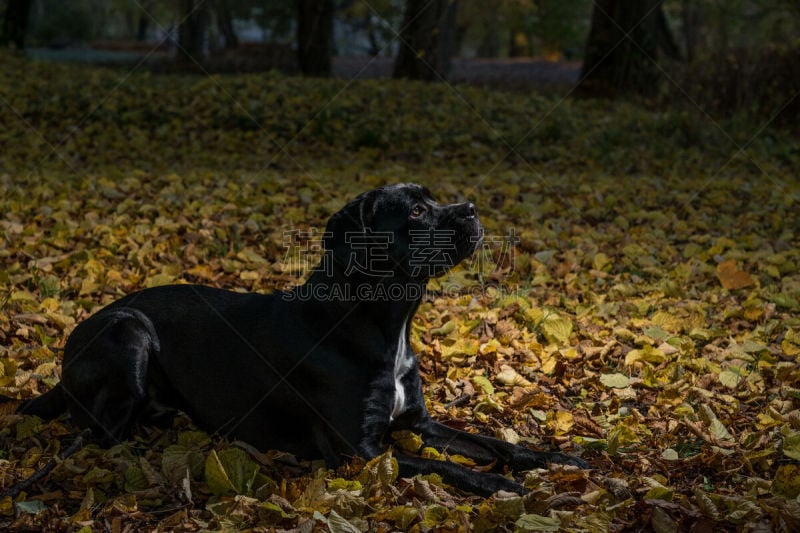 纯种犬,狗,草,背景,小狗,意大利,自然,秋天,叶子,獒