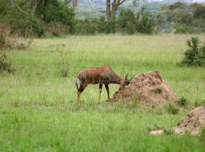 a Tsessebe scrubbing it´s head on a earthen pile in Uganda (Africa)