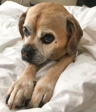 小狗,puggle犬,动物眼睛,垂直画幅,宠物,可爱的,动物,爪子,动物身体部位,舒服