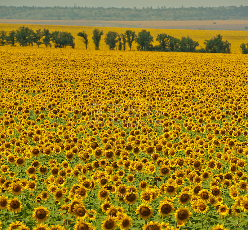 向日葵,自然,草地,水平画幅,无人,有机食品,乌克兰,夏天,有机农庄,植物