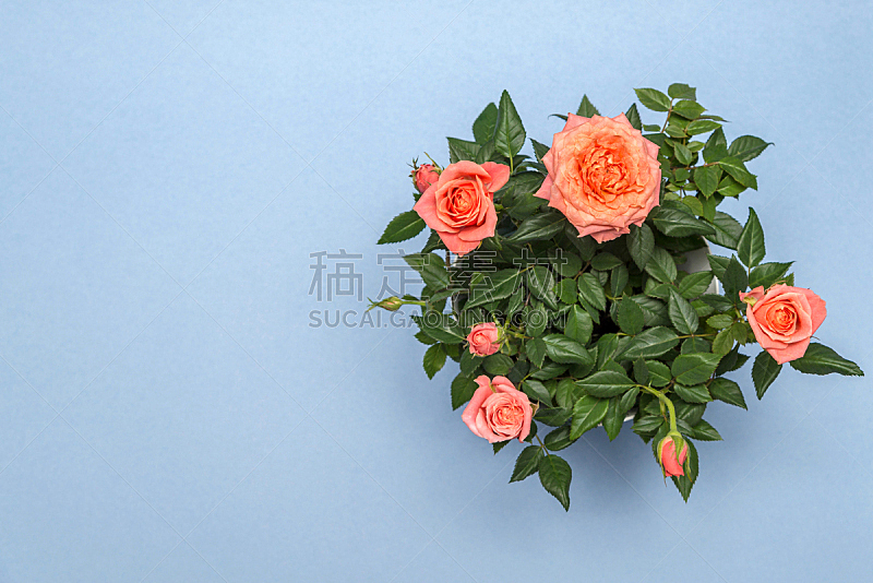 玫瑰,白色,锅,蓝色背景,自然美,盆栽植物,花盆,小的,灌木,陶瓷工艺品