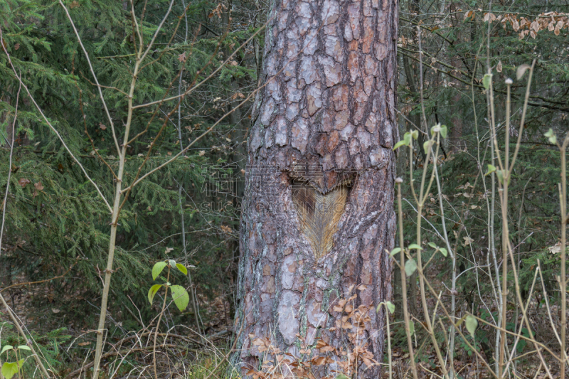 树皮,动物心脏,美洲鳄,伞蜥,美国短吻鳄,鬣蜥属,立石,鳄鱼,生物学过程,洞