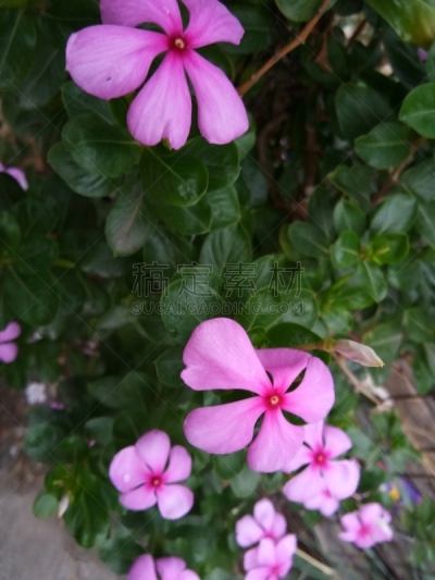 粉色,自然,特里加瓦尔区,背景分离,垂直画幅,浪漫,印度次大陆,图像,花朵,美