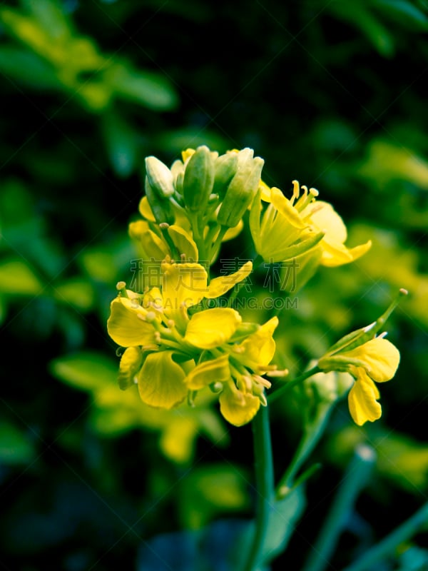 芥菜,仅一朵花,自然,垂直画幅,无人,自然界,农作物,黑芥子,植物,彩色图片