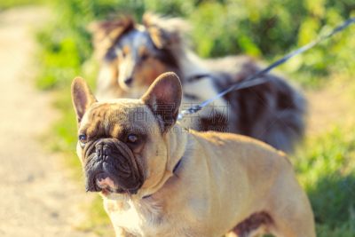 夏天,狗,狗链,白昼,热,正面视角,牧羊犬,草,明亮,斗牛犬
