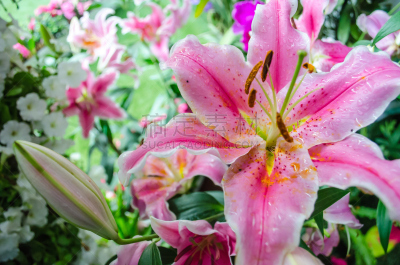 占星百合,百合花,红色,粉色,图像,颜色,花瓣,多色的,花头,花束