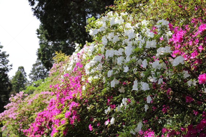 杜鹃花,杜鹃花属,京都府,水平画幅,绿色,无人,日本,夏天,春天,植物