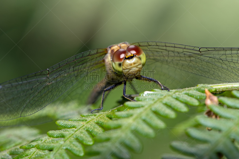 鹭管鱼,blue darter dragonfly,自然,无脊椎动物,条斑赤蜻,野生动物,复眼,蜻蜓,水平画幅,色彩鲜艳