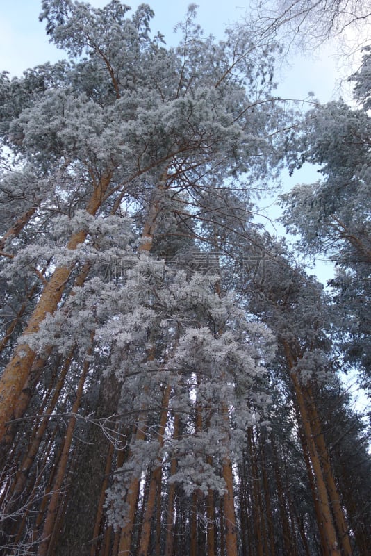 西伯利亚,森林,托姆斯克州,垂直画幅,天空,雪,无人,户外,俄罗斯,白色