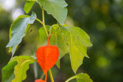 宫灯百合,酸浆属,外壳,多年生植物,枝繁叶茂,樱桃,中国灯笼,明亮,园艺展览,悬挂的