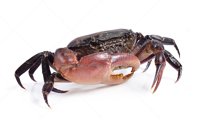 螃蟹,白色背景,自然,红色,水平画幅,生物,2015年,动物,特写,食品