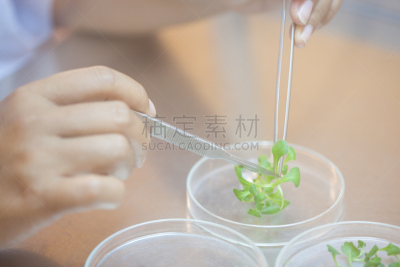 实验室,小的,科学家,皮氏培养皿,特写,泰国,植物,照明设备,柔和,芦笋