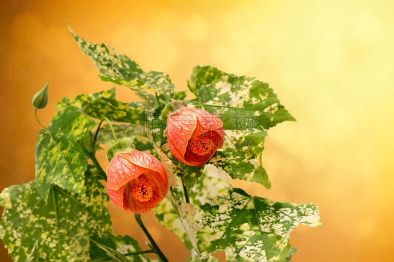 Abutilon Striatum - Red Veined Abutilon