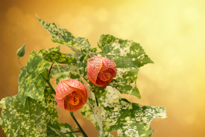 Abutilon Striatum - Red Veined Abutilon