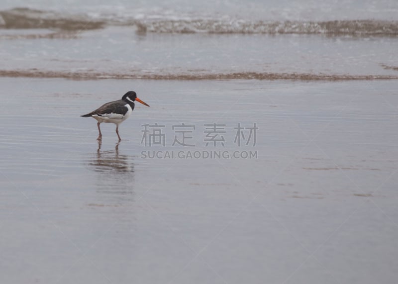 蛎鹬,蛎鶜,索斯沃德,水没脚踝,水平画幅,沙子,鸟类,动物学,动物身体部位,野外动物