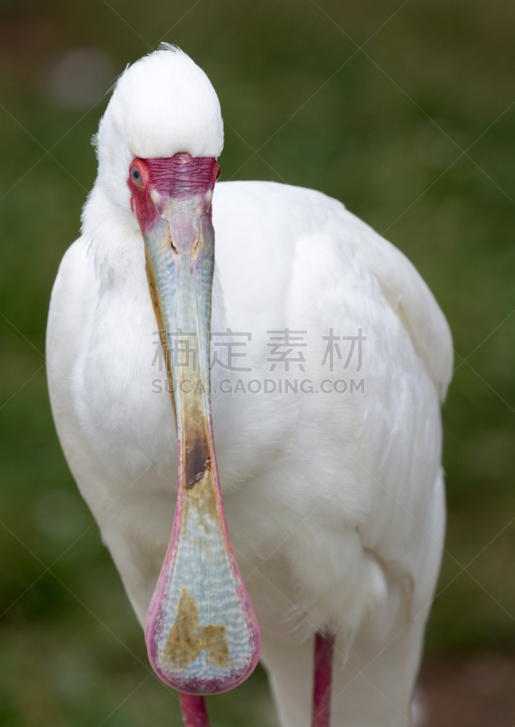 特写,奥巴,非洲琵鹭,垂直画幅,水,鸟类,动物身体部位,野外动物,户外,白色