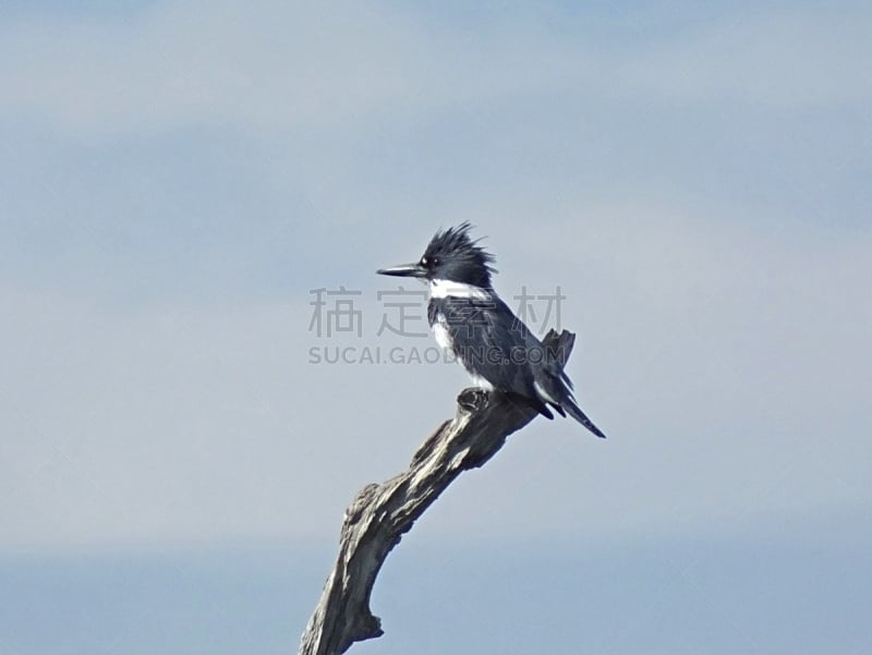 束带翠鸟,无人,野生动物,图像,水平画幅,翠鸟,美国,多色的,休息,摄影