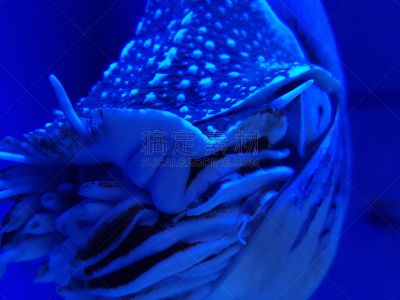 鹦鹉螺,蓝色,彩色图片,水,水平画幅,贝壳,无人,水下,特写,活力