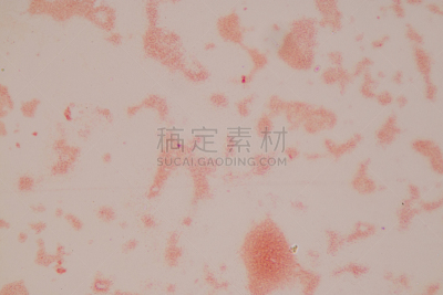 实验室,细菌,显微镜,在下面,巨大的,幻灯片,原核生物,微生物,生物科技,水平画幅