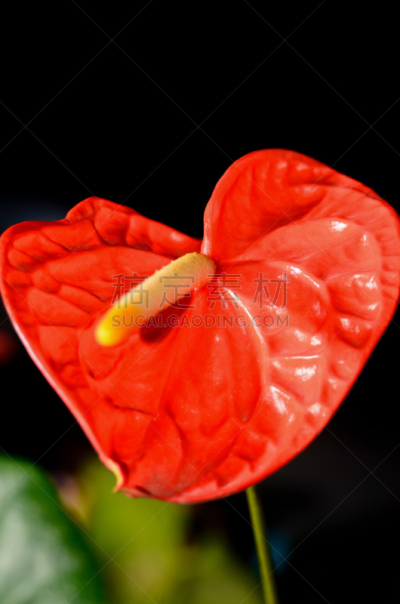 花烛属,红色,黑色背景,肉穗花序,自然,垂直画幅,形状,无人,夏天,特写