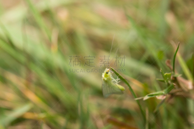 绿色草蜻蛉,草,无人,昆虫,lacewing,2015年,图像,水平画幅,大特写,脉翅目